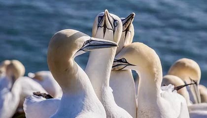 开云体育入口-NBA｜国米双星闪耀，命运十字路口的双重奏！