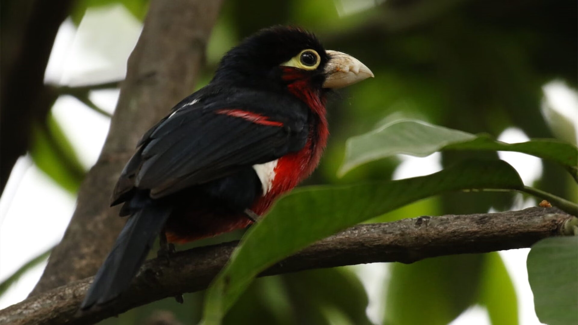 跨越半球的神同步！76人逆转与利拉德接管艺术的终极共鸣