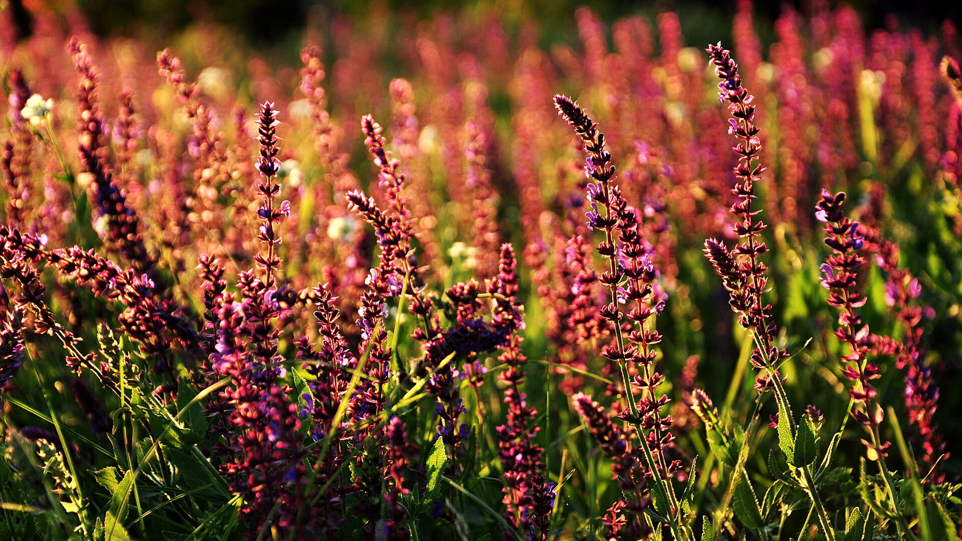 橙色风暴惊魂夜！铁闸变身攻城锤，德里赫特末节接管比赛导演安哥拉奇迹